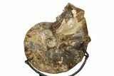 Cretaceous Ammonite (Mammites) Fossil with Metal Stand - Morocco #274611-2